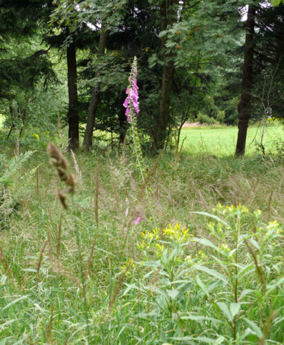 Wildblumenland Erzgebirge › Fischerbaude Holzhau